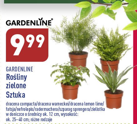 Dracena warneckei GARDEN LINE promocja