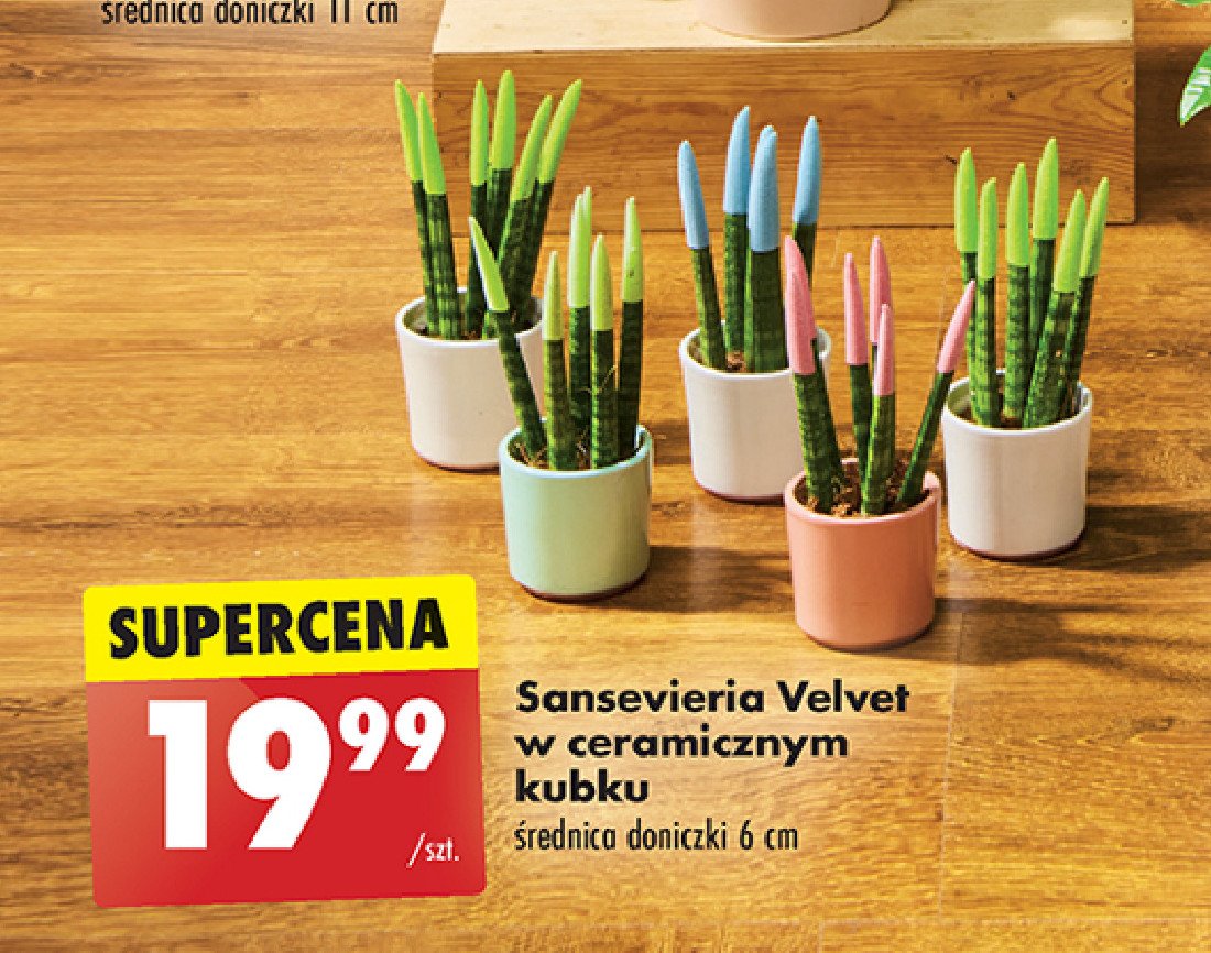 Sansevieria don. 6 cm promocja