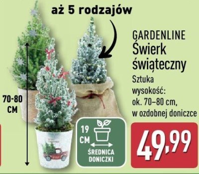 Świerk promocja w Aldi