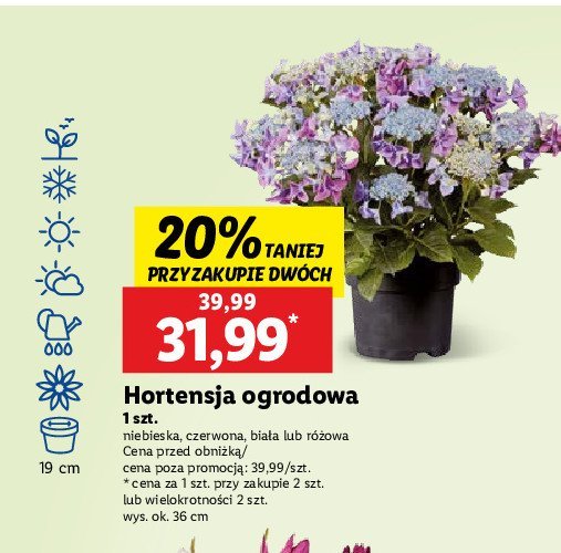 Hortensja ogrodowa biała promocja w Lidl