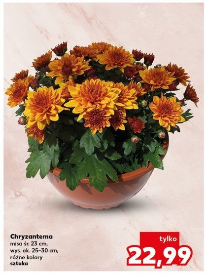 Chryzantema śr. donicy 23 cm promocja