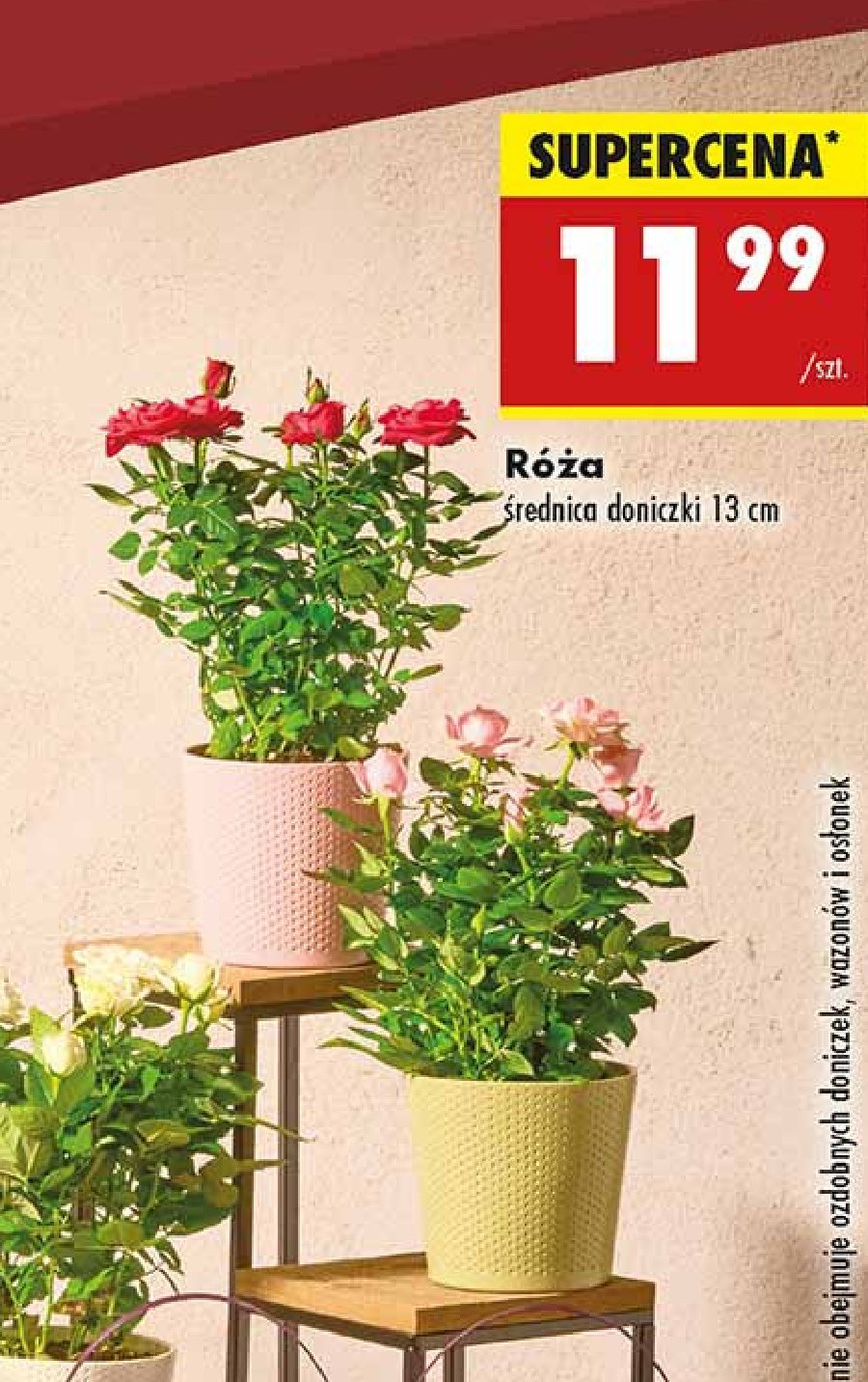 Róża 13 cm promocja