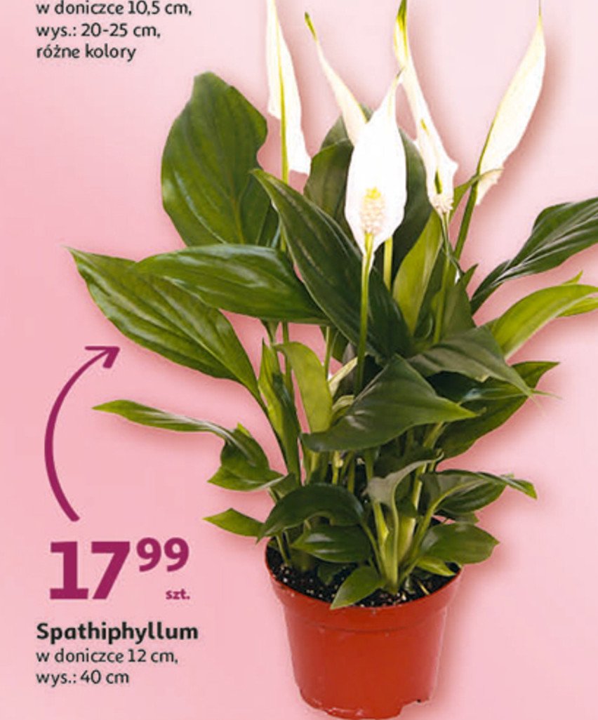 Spathiphyllum śr. 12 cm promocja