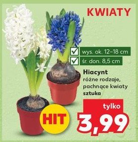 Hiacynt promocja w Kaufland