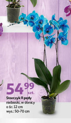 Storczyk don. 12 cm niebieski promocja