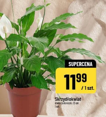 Skrzydłokwiat roślina doniczkowa promocja w POLOmarket