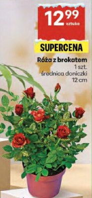 Róża z brokątem promocja w Delikatesy Centrum