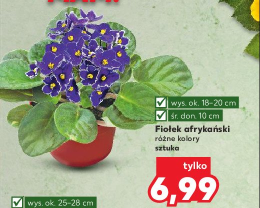 Fio艂ek afryka艅ski doniczka 10 cm promocja