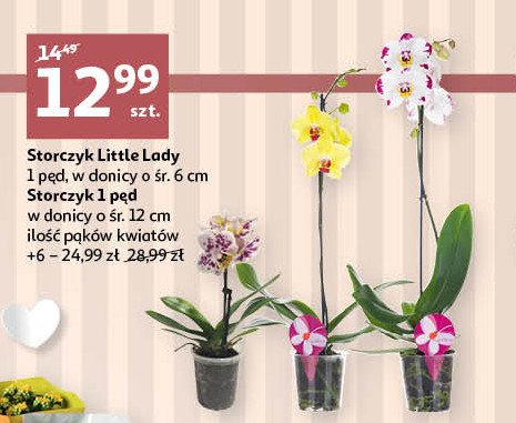 Storczyk little lady 6 cm promocja