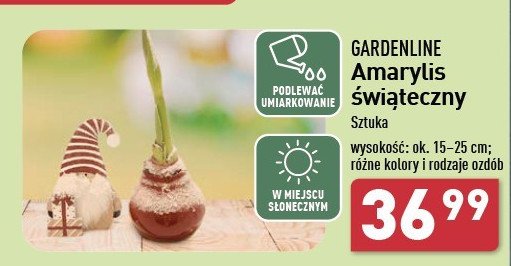 Amarylis GARDEN LINE promocja