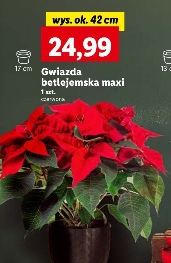 Gwiazda betlejemska maxi promocja w Netto