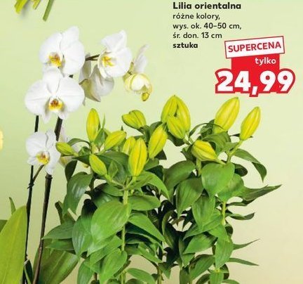 Lilia promocja