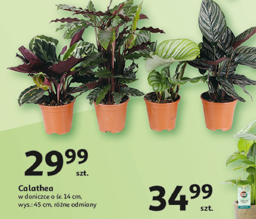 Calathea promocja w Auchan