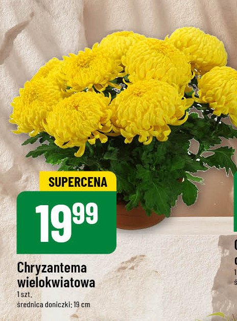 Chryzantema wielokwiatowa promocja