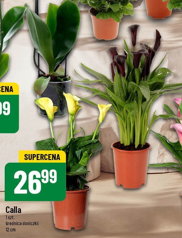 Calla promocja