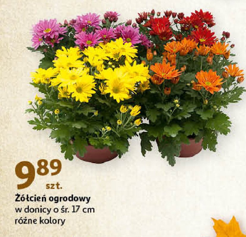 Żółcień ogrodowy don. 17 cm promocja