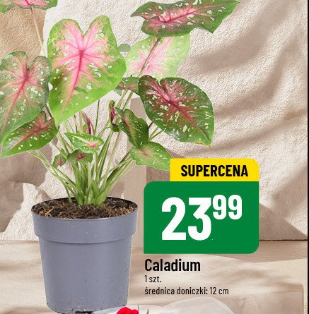 Caladium don. śr. 12 cm promocja