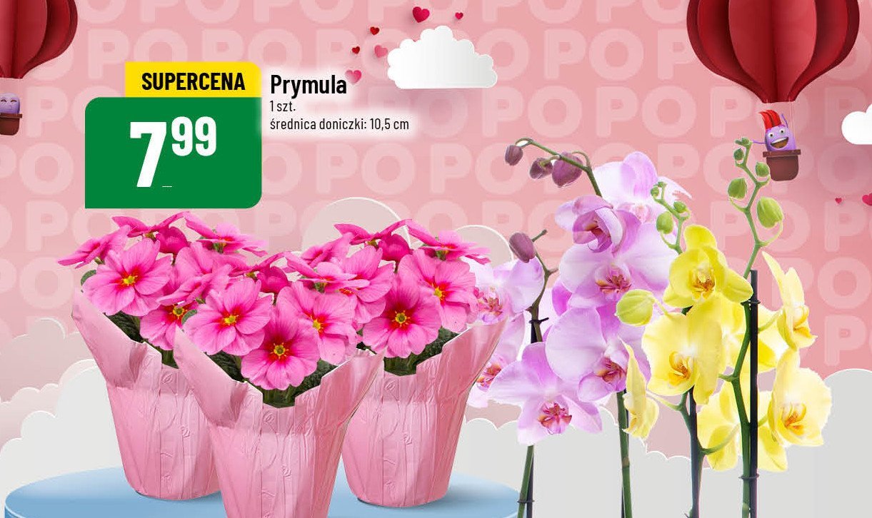 Prymulka 10.5 cm promocja