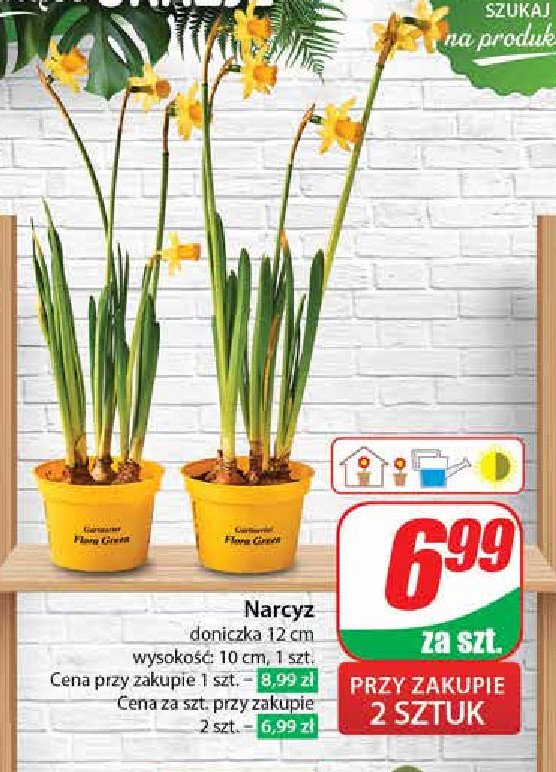 Narcyz don. 12 cm promocja