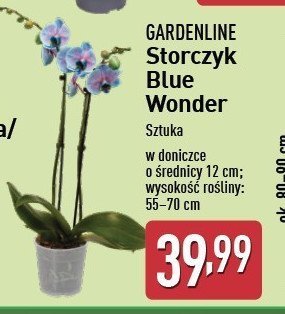 Storczyk blue wonder don 12 cm GARDEN LINE promocja