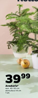 Araukaria promocja w Netto