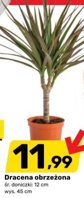 Dracena obrzeżona promocja w Bricomarche
