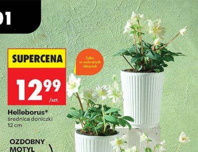 Roślina Helleborus w doniczce promocja w Biedronka
