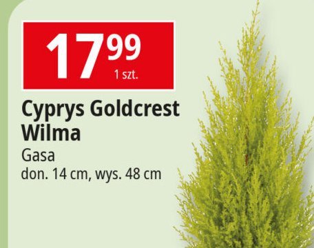 Cyprysik goldcrest wilma don. 14 cm Gasa group promocja