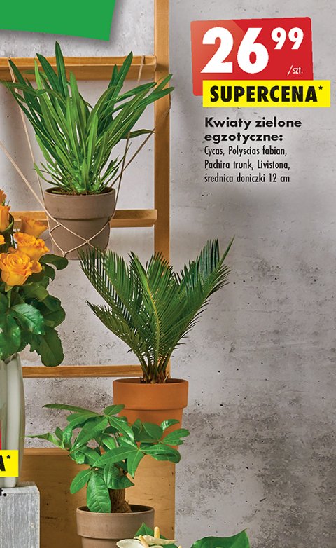 Palma livistona 艣r. don. 12 cm promocja