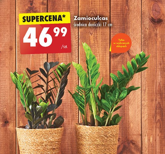 Zamioculcas don. śr. 17 cm promocja