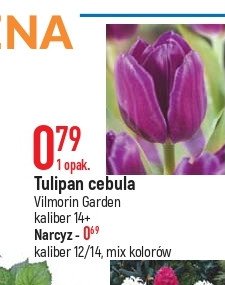 Tulipan 12/14 Vilmorin garden promocja
