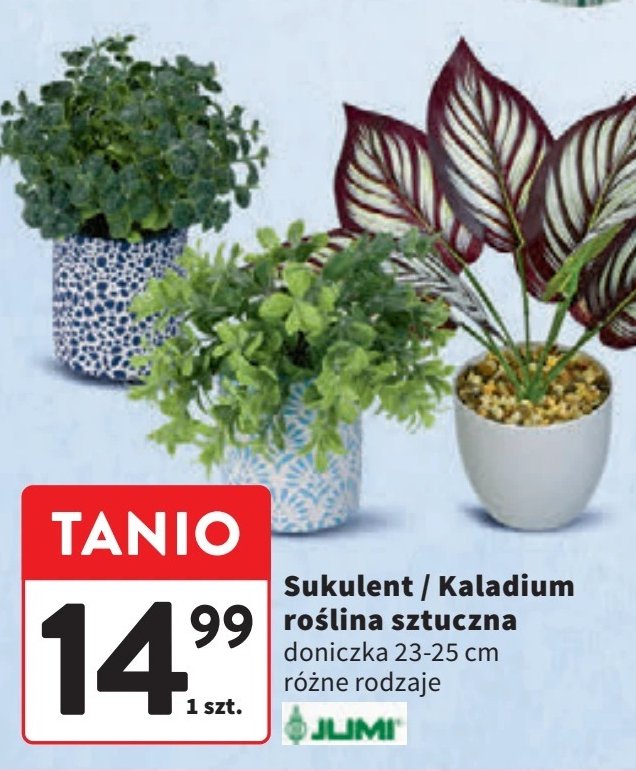 Kaladium Jumi promocja w Intermarche