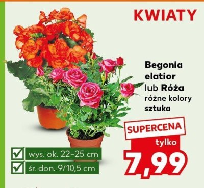 Begonia elatior lub Róża różne kolory sztuka wys. ok. 22-25 cm śr. don. 9/10,5 cm promocja w Kaufland
