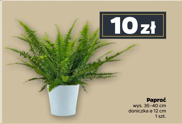 Paproć don. 12 cm promocja