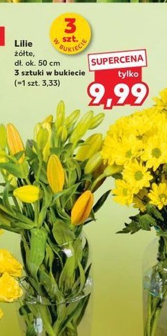 Lilie promocja