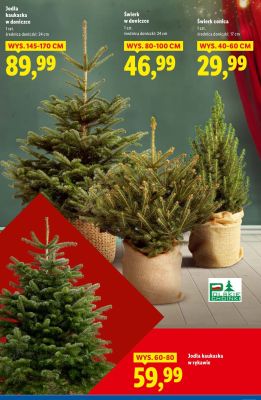 Jodła kaukaska w rękawie promocja w Lidl