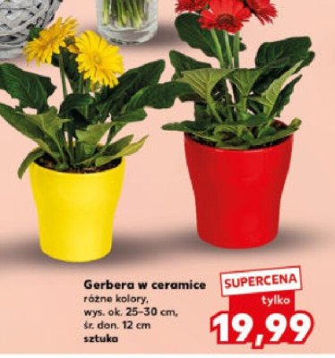 Gerbera w ceramice promocja w Kaufland