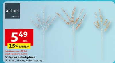 Gałązka eukaliptusa promocja w Auchan