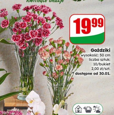 Goździki promocja w Dino