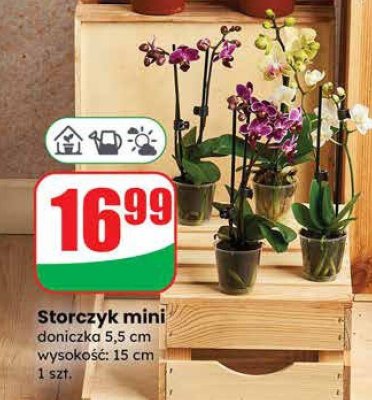Storczyk mini doniczka 5,5cm wysokość 15cm promocja w Dino
