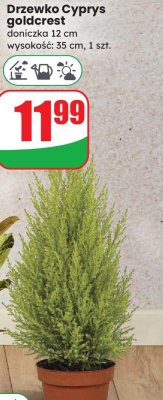Drzewko Cyprys goldcrest, 35 cm promocja w Dino