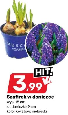 Szafirek w doniczce niebieski promocja w Bricomarche