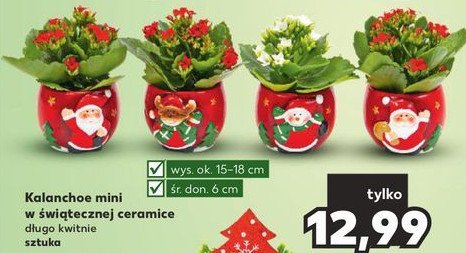 Kalanchoe 9 cm w ceramice świątecznej promocja
