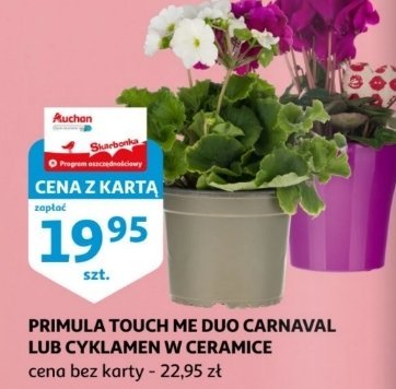 Primula touch me 12 cm promocja