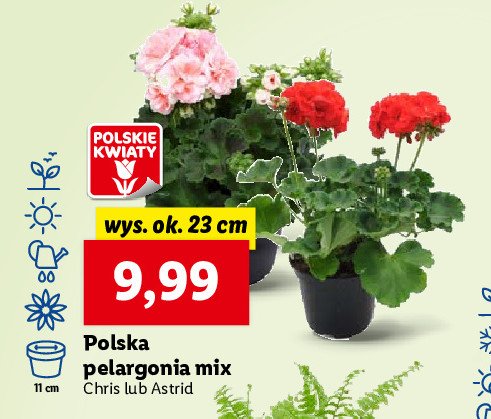 Pelargonia chris don. 23 cm promocja