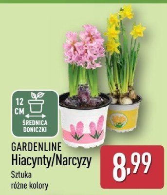 Narcyzy  promocja w Aldi