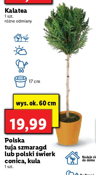 Tuja szmaragd 60 cm promocja