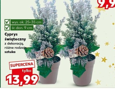 Cyprys świąteczny z dekoracją różne rodzaje sztuka promocja w Kaufland