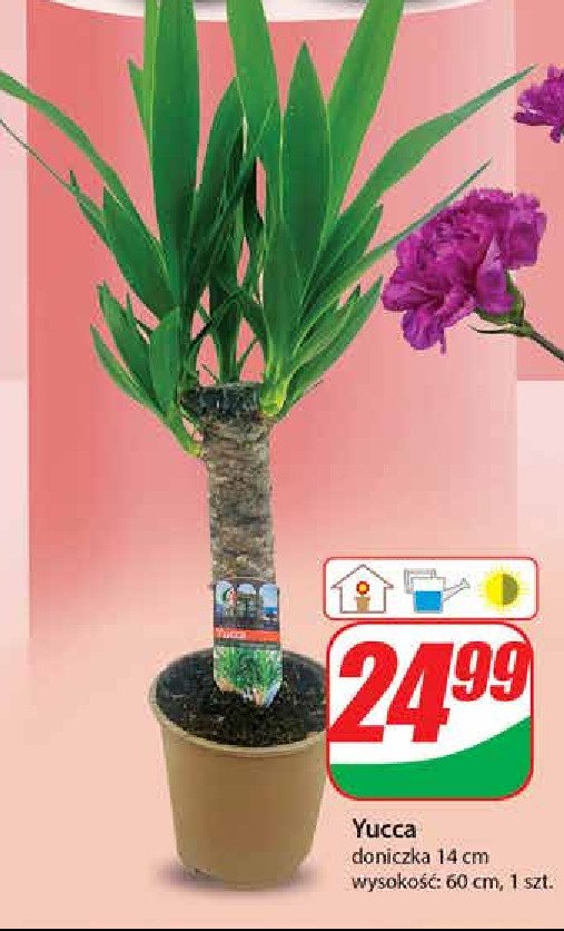 Yucca don. 14 cm promocja