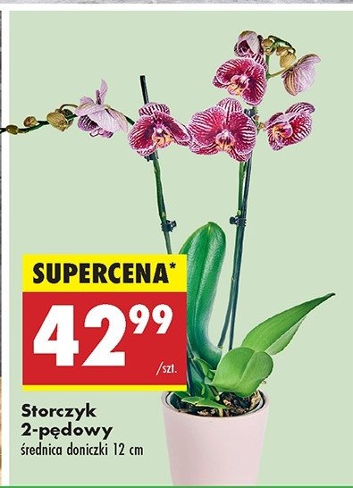 Storczyk 2-p臋dowy promocja
